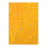Autumn Leaf (Print Only) thumbnail