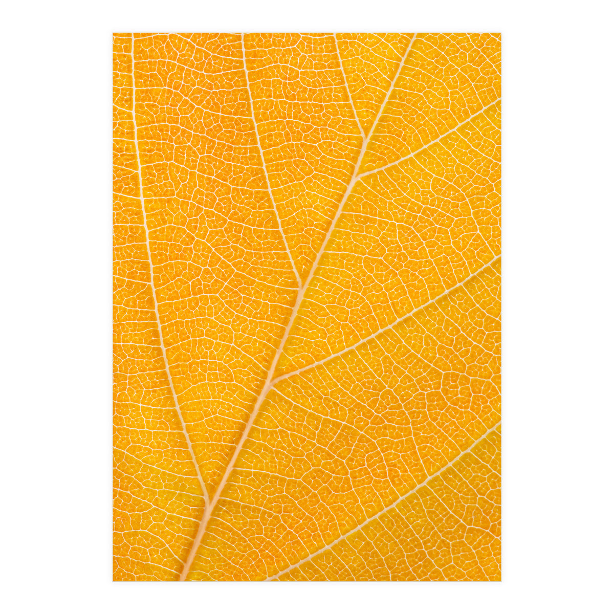 Autumn Leaf (Print Only)