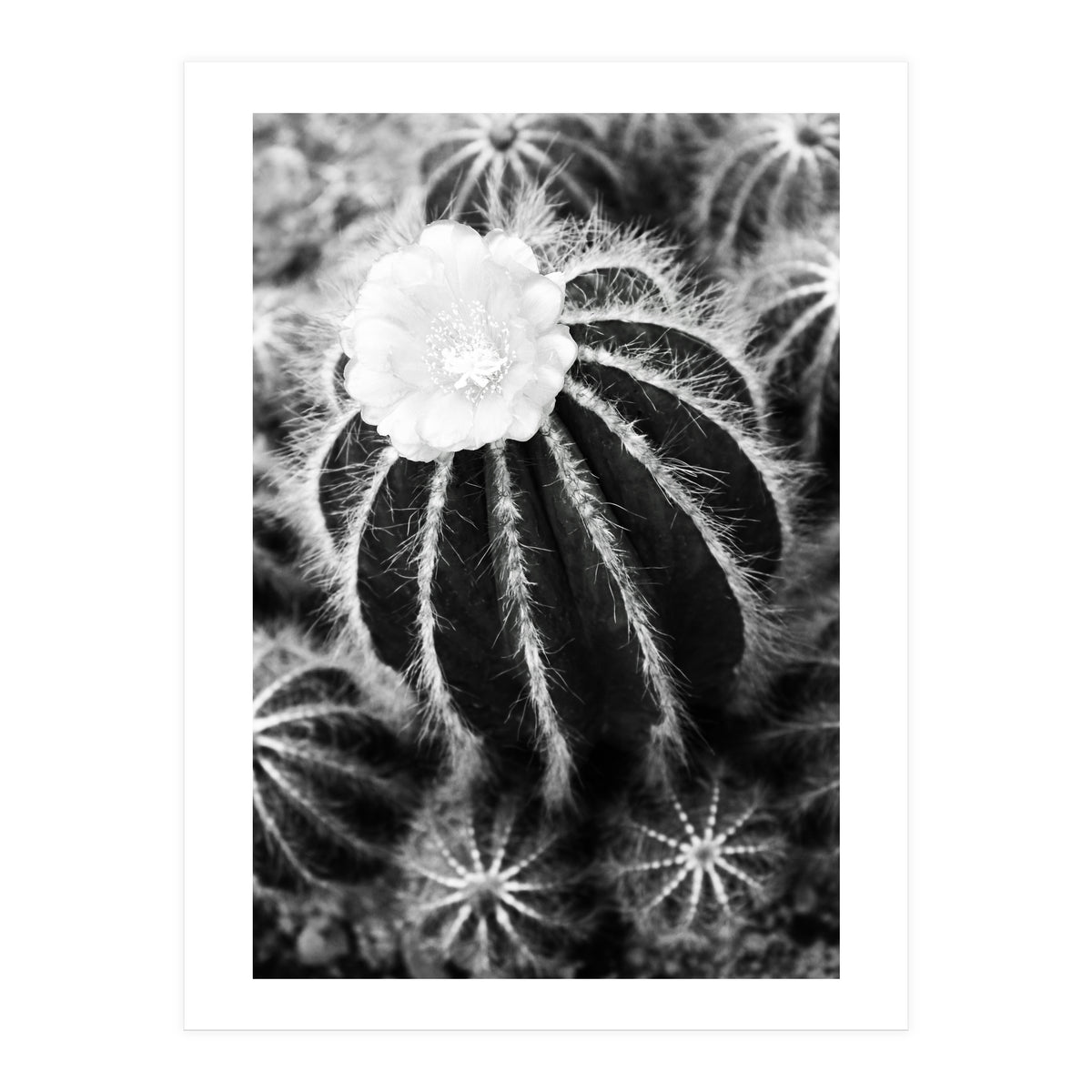 Cactus (Print Only)