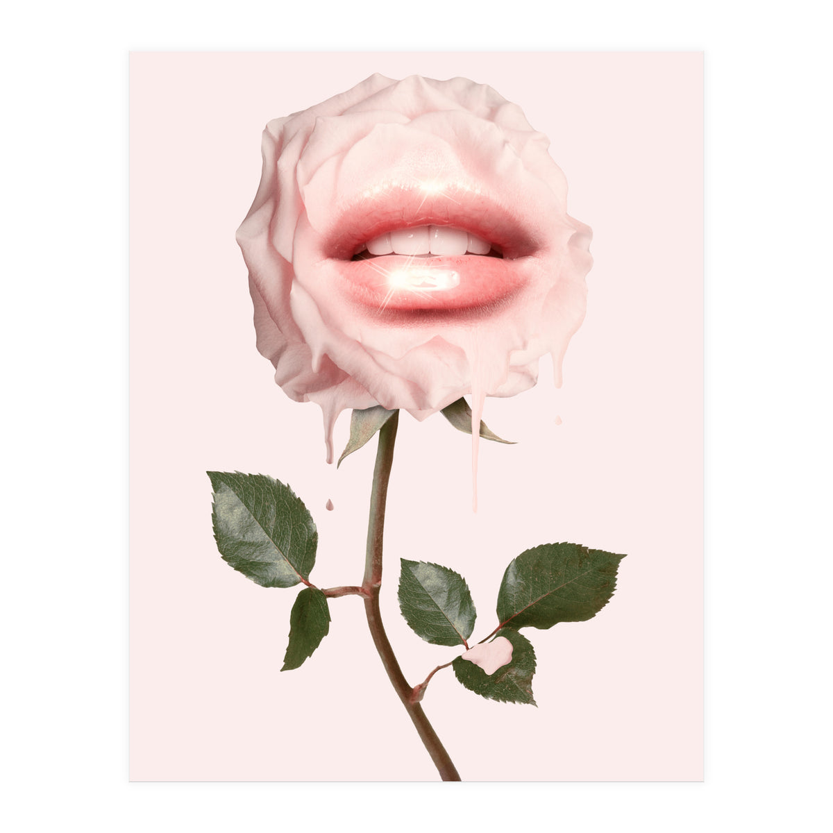 Glossy Rose (Print Only)