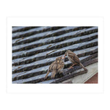 Feeding (Print Only) thumbnail