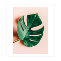 Monstera Shadow (Print Only)