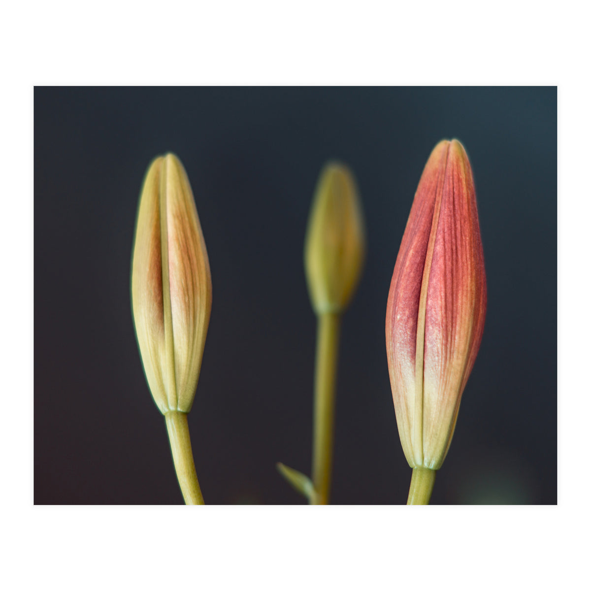 Triplets (Print Only)