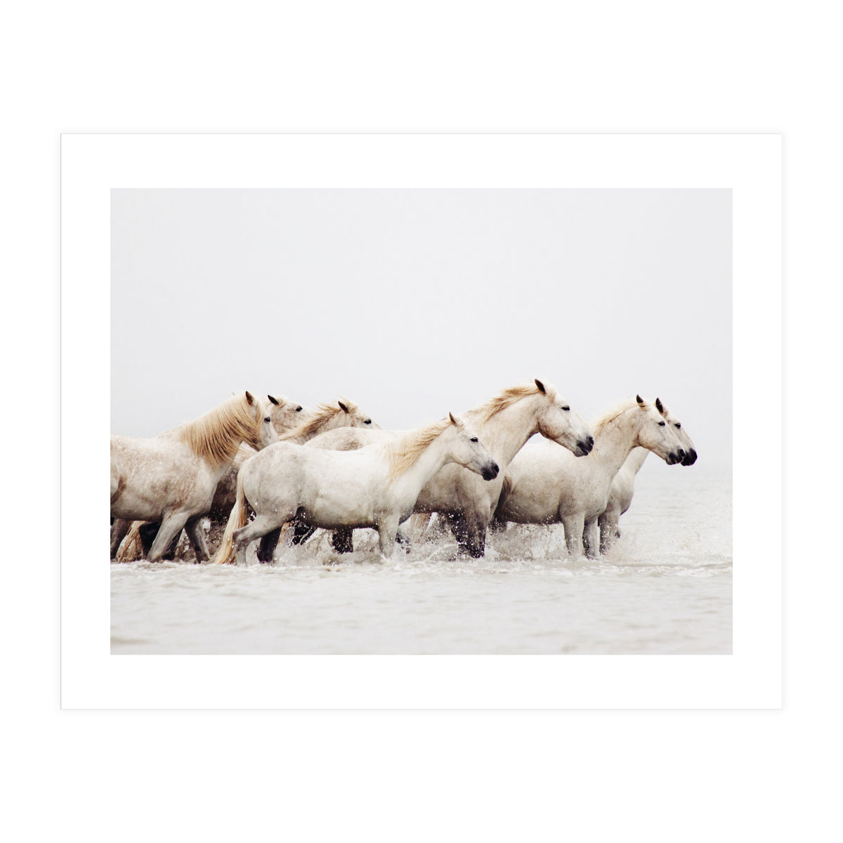 White Horses - Nature Photography (Print Only)