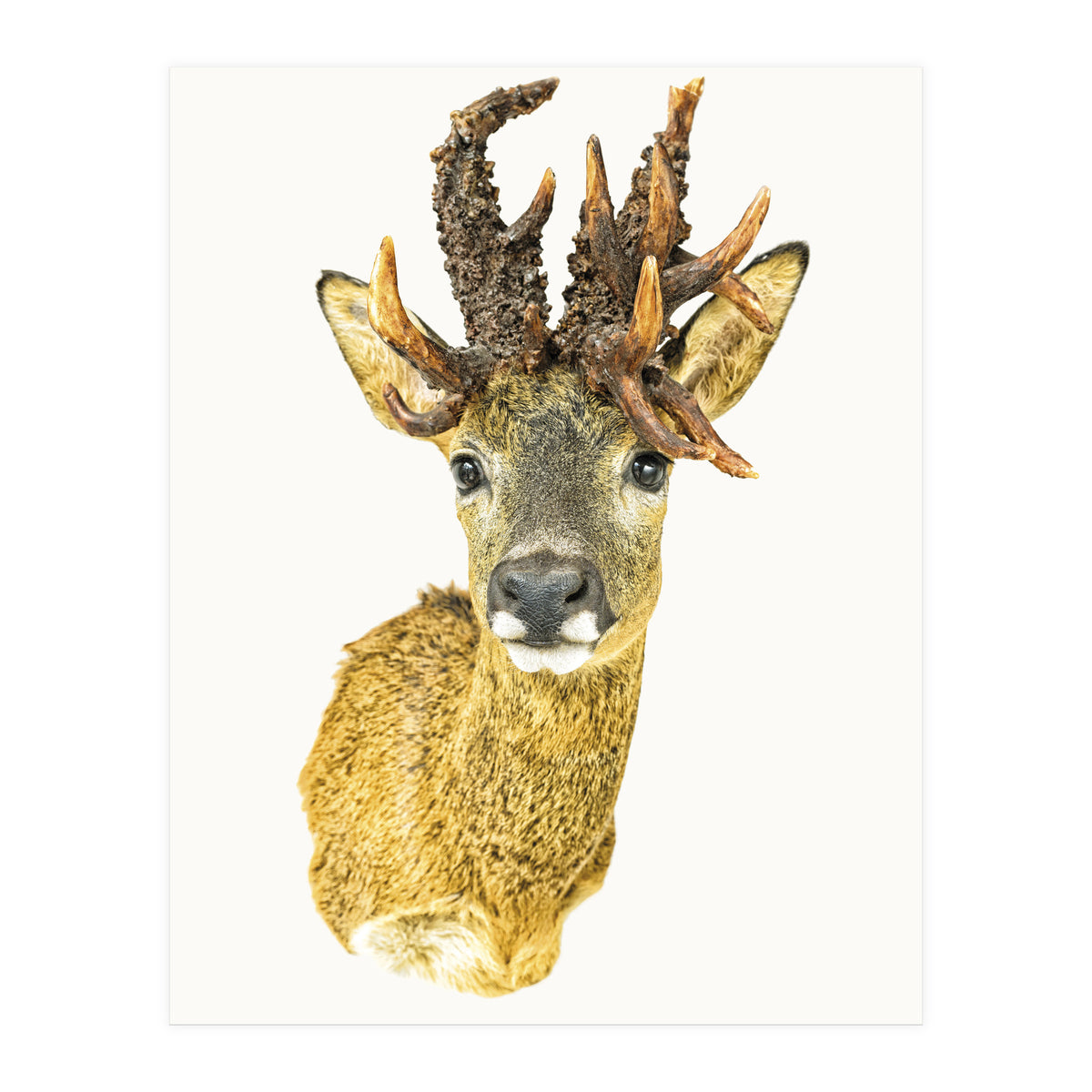 Cc Animal 01 (Print Only)