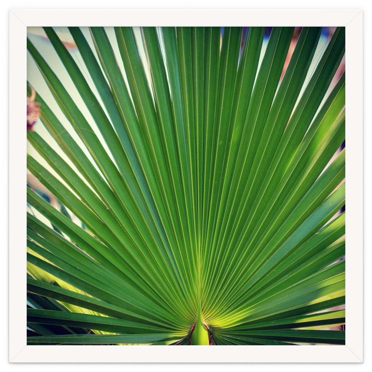 palm leaf
