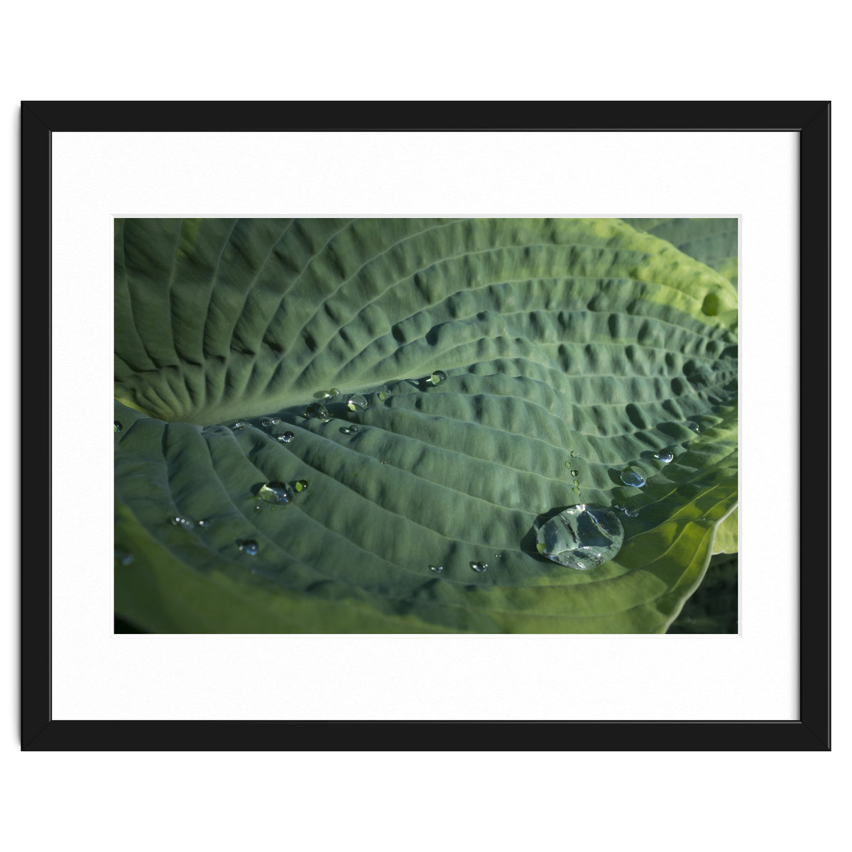 Hosta With Raindrops