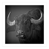 Water buffalo (Print Only) thumbnail