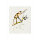 Cercopithecus griseus illustrated (Print Only) thumbnail