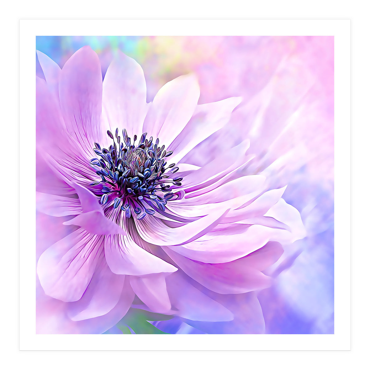 Wispy Purple Anemone (Print Only)