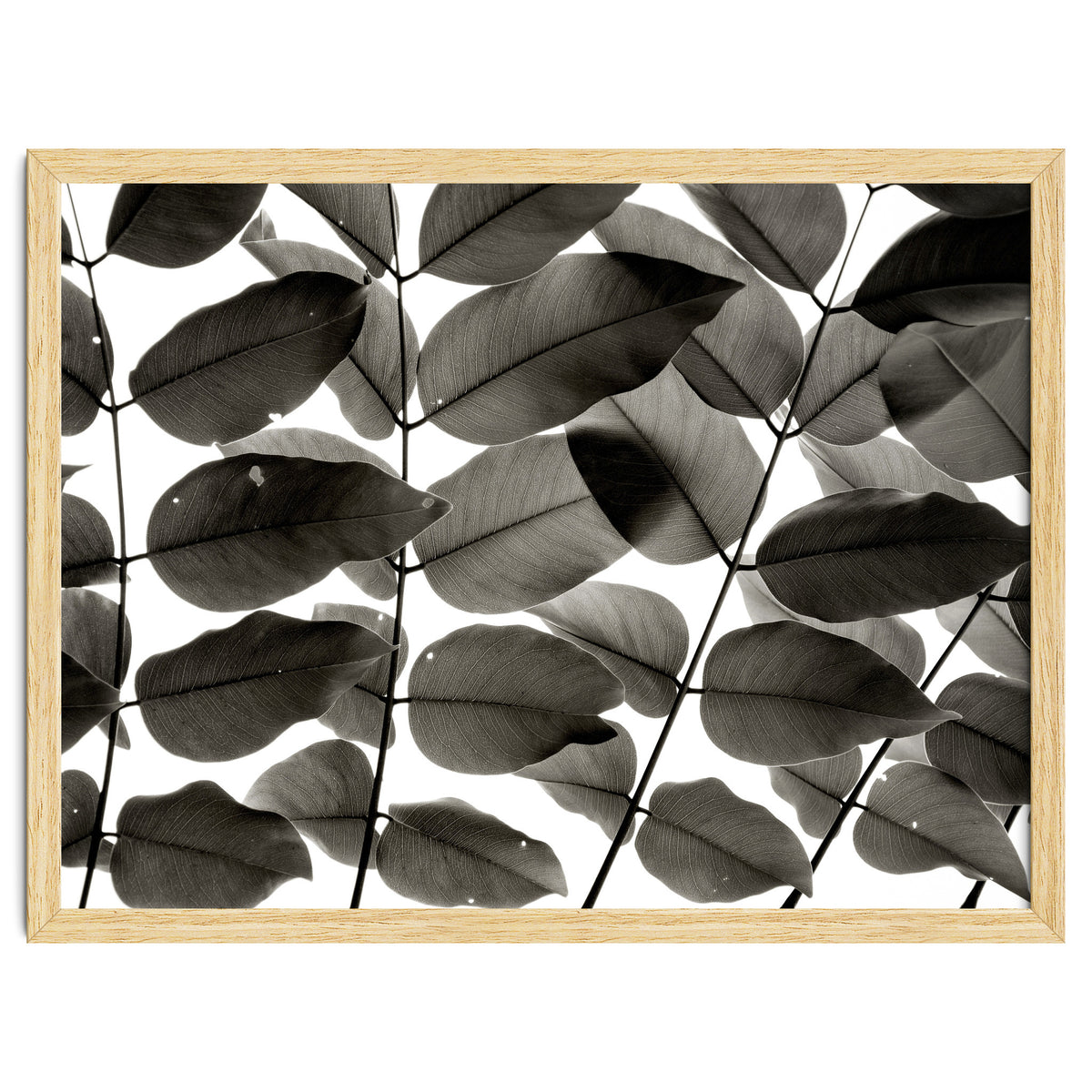 Branches and Leaves I