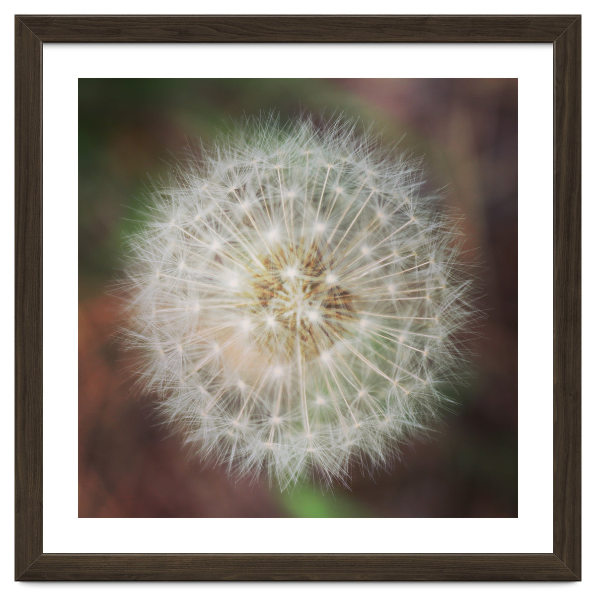 dandelion clock