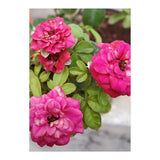 Blooming Roses (Print Only) thumbnail