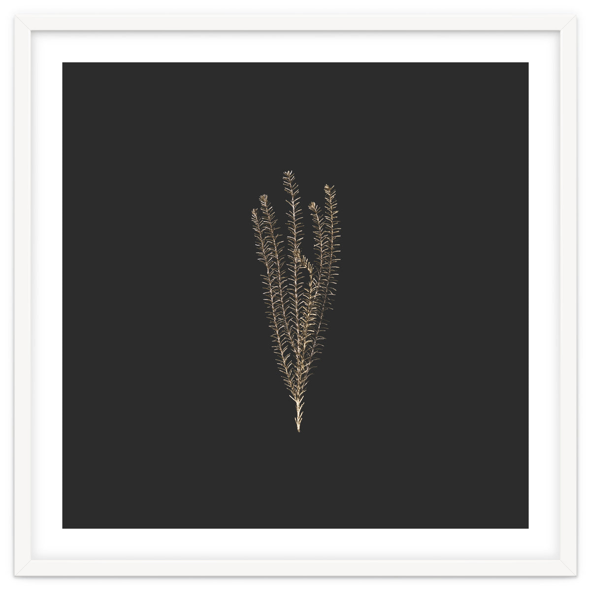 Delicate Fynbos Botanicals in Gold and Black - Square