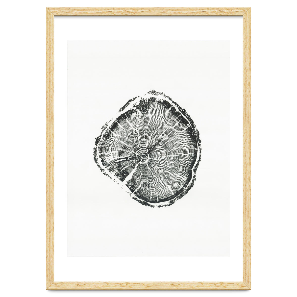 Tree Ring Print, Albion Basin, Utah, Pine Tree Print