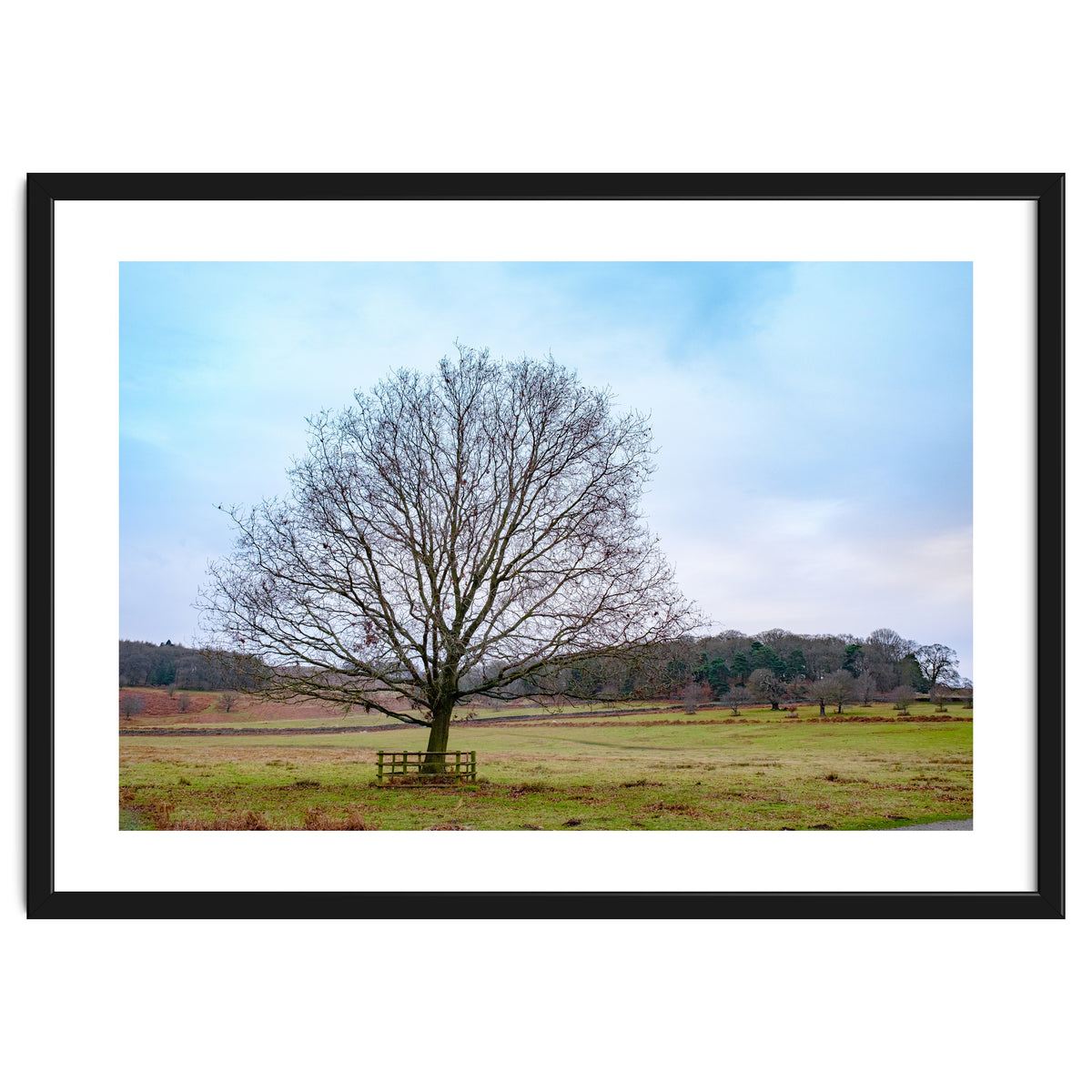 Young Oak Tree in Winter