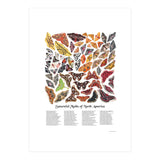 Saturniid Moths of North America (Print Only) thumbnail