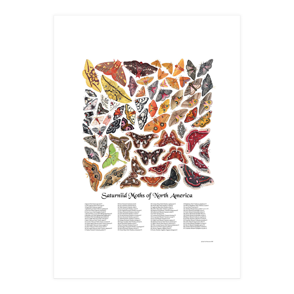 Saturniid Moths of North America (Print Only)