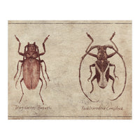 Dorysthenes Buqueti Paraleprodera Crucifera (Print Only)