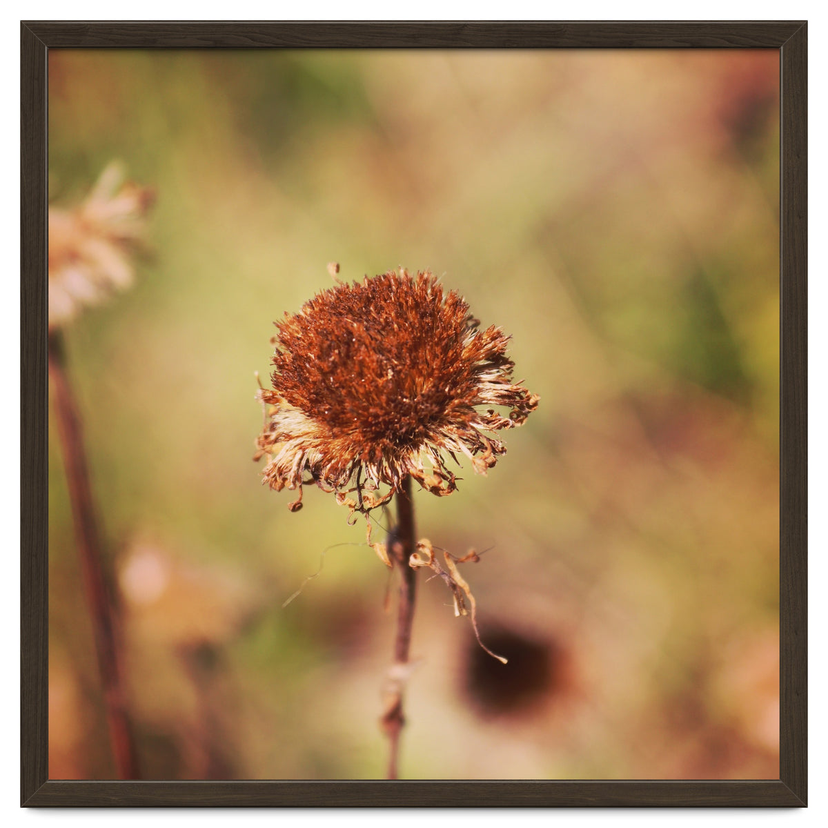 dried daisy