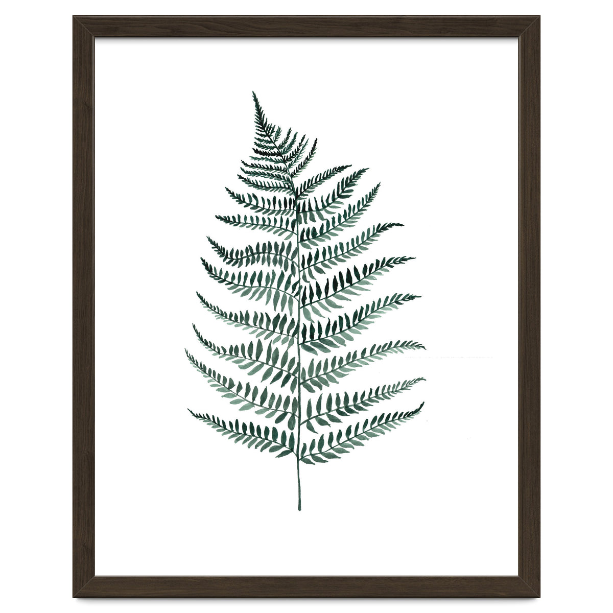 Botanical Illustration Silverfern