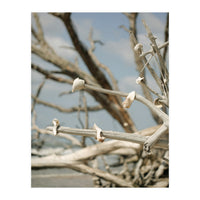 Seashells And Driftwood  (Print Only)