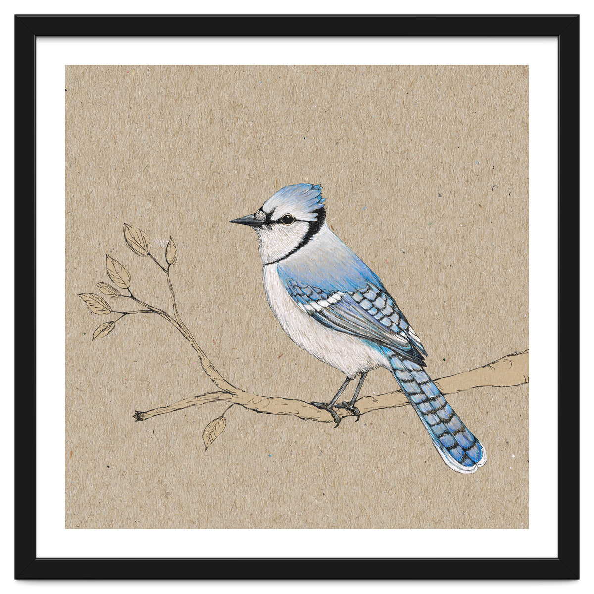 Blue jay