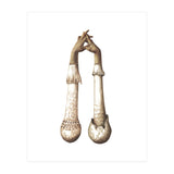 Handshrooms (Print Only) thumbnail