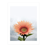 12 (Print Only) thumbnail
