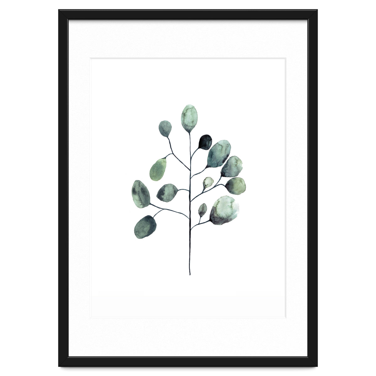 Botanical Illustration Eukalyptus