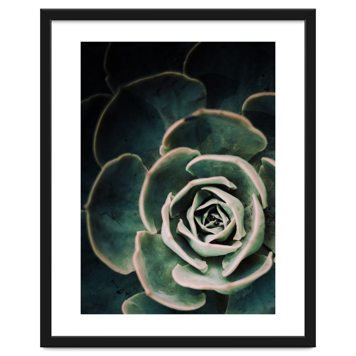 Darkside Of Succulents 4-D