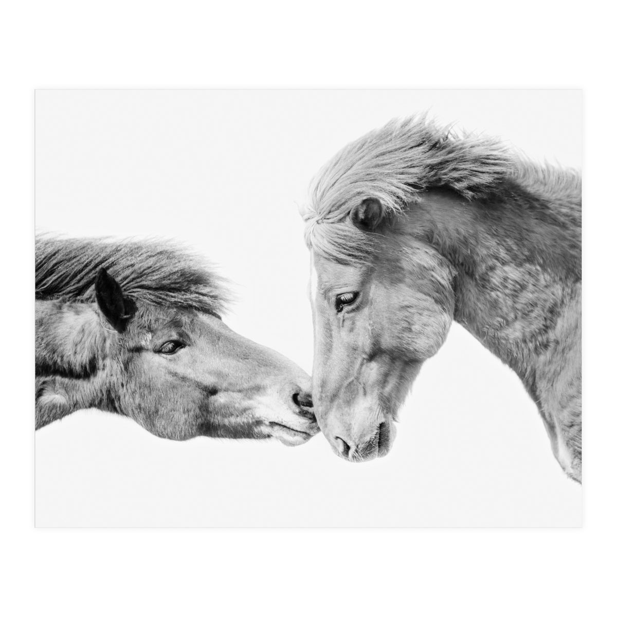 Horse Love in Iceland (Print Only)
