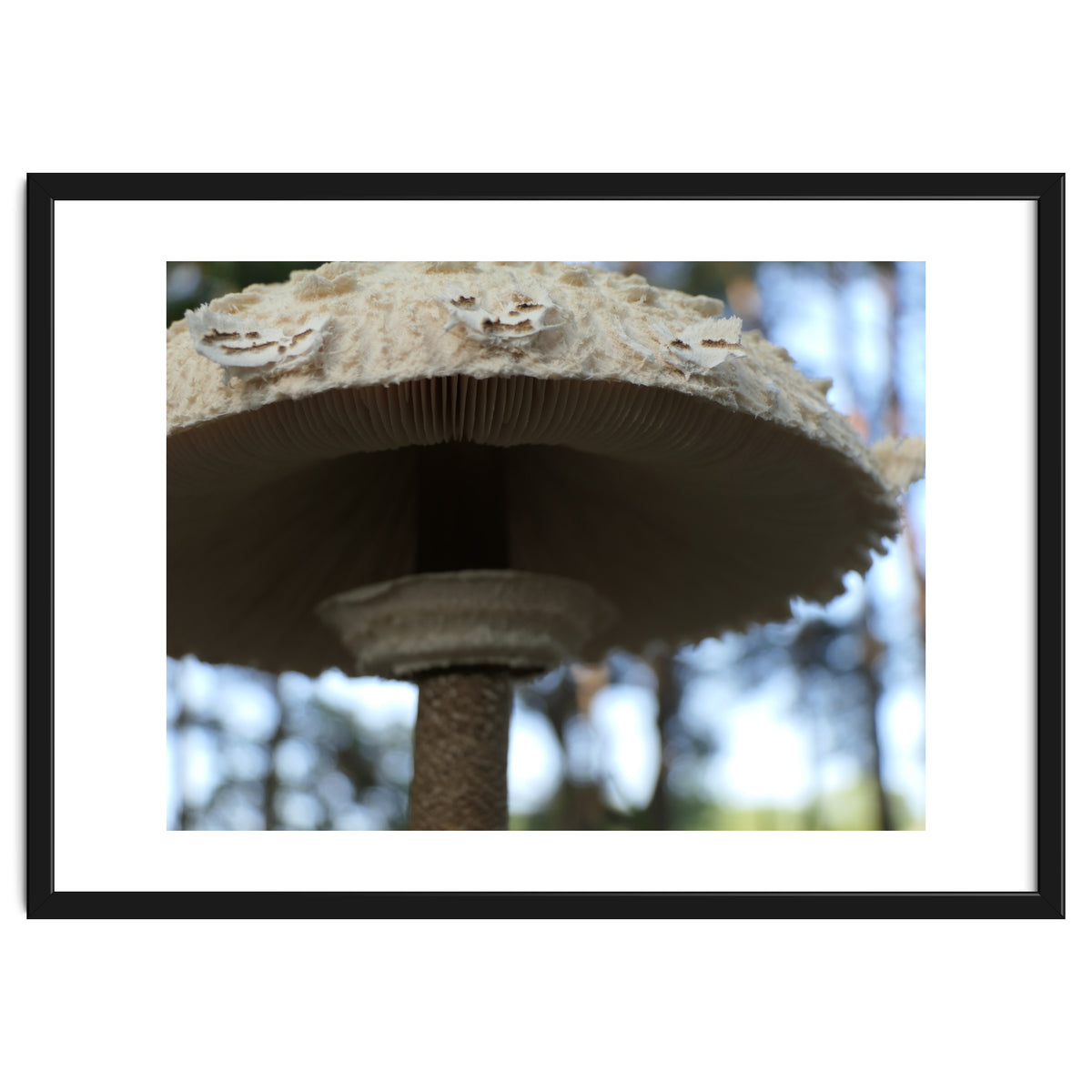 Shelter In The Woods