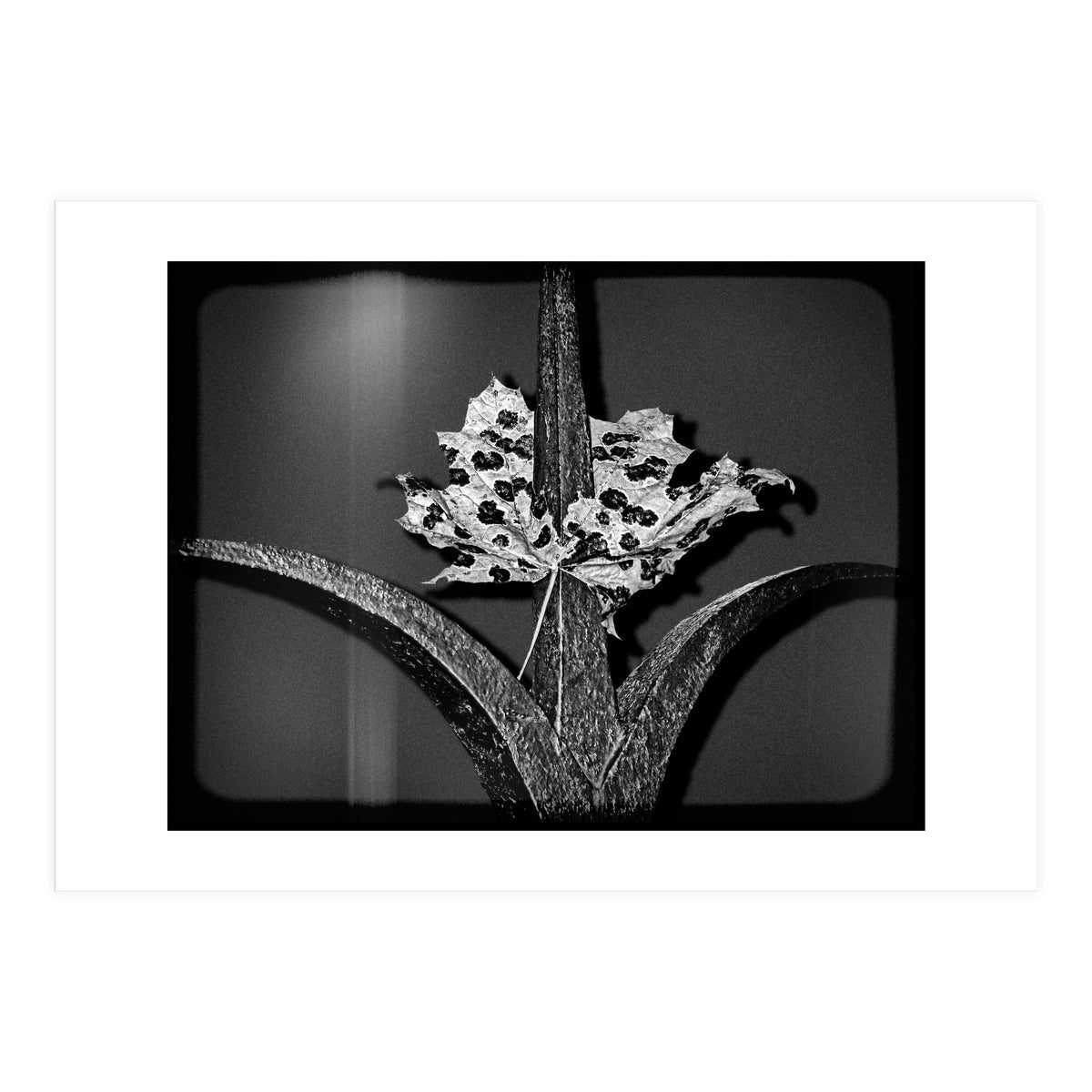 Womens Lib (Print Only)