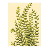Fern (Print Only) thumbnail