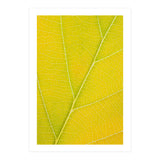 Autumn Leaf (Print Only) thumbnail