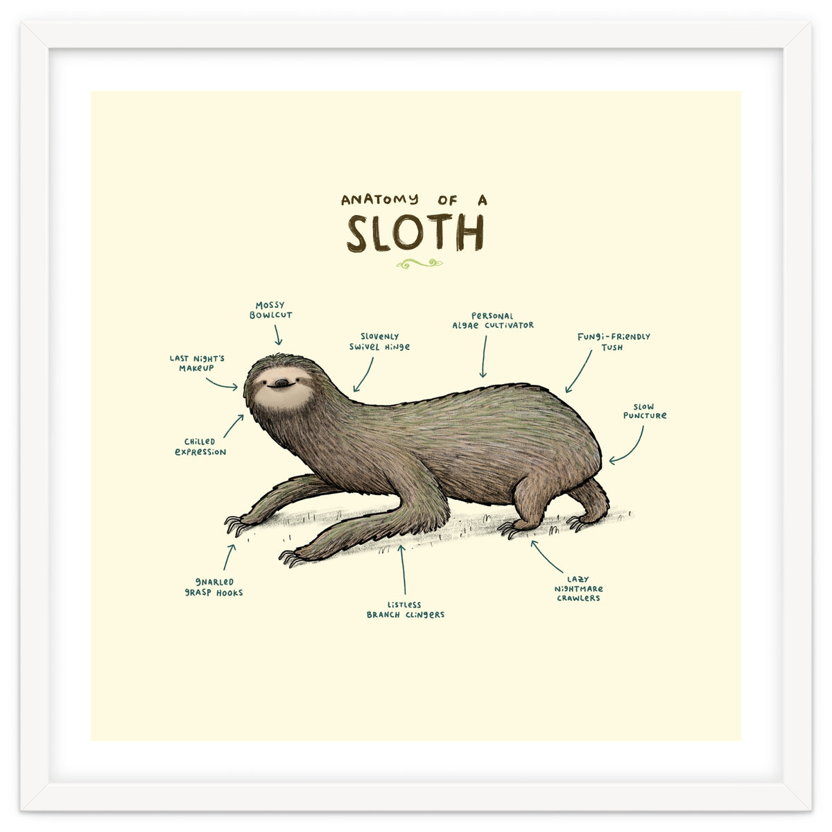 Anatomy Of A Sloth
