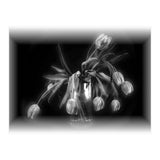 Tulips (Print Only) thumbnail