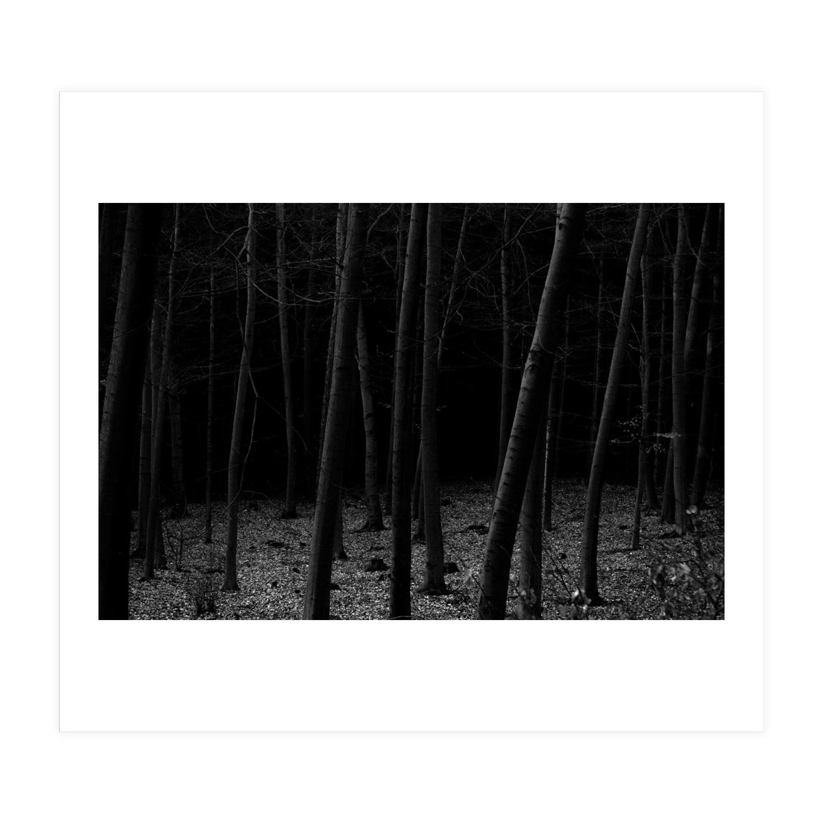 silent woods (Print Only)