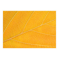 Autumn Leaf  (Print Only)