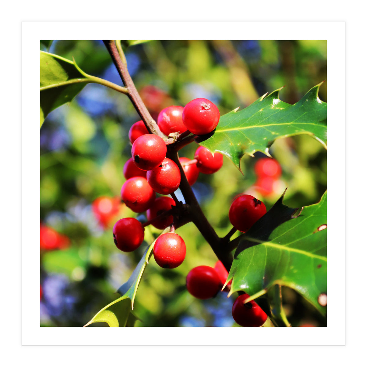 Fab454 Da 548 B 4252 8566 Cb9 Ccef07 Bda (Print Only)