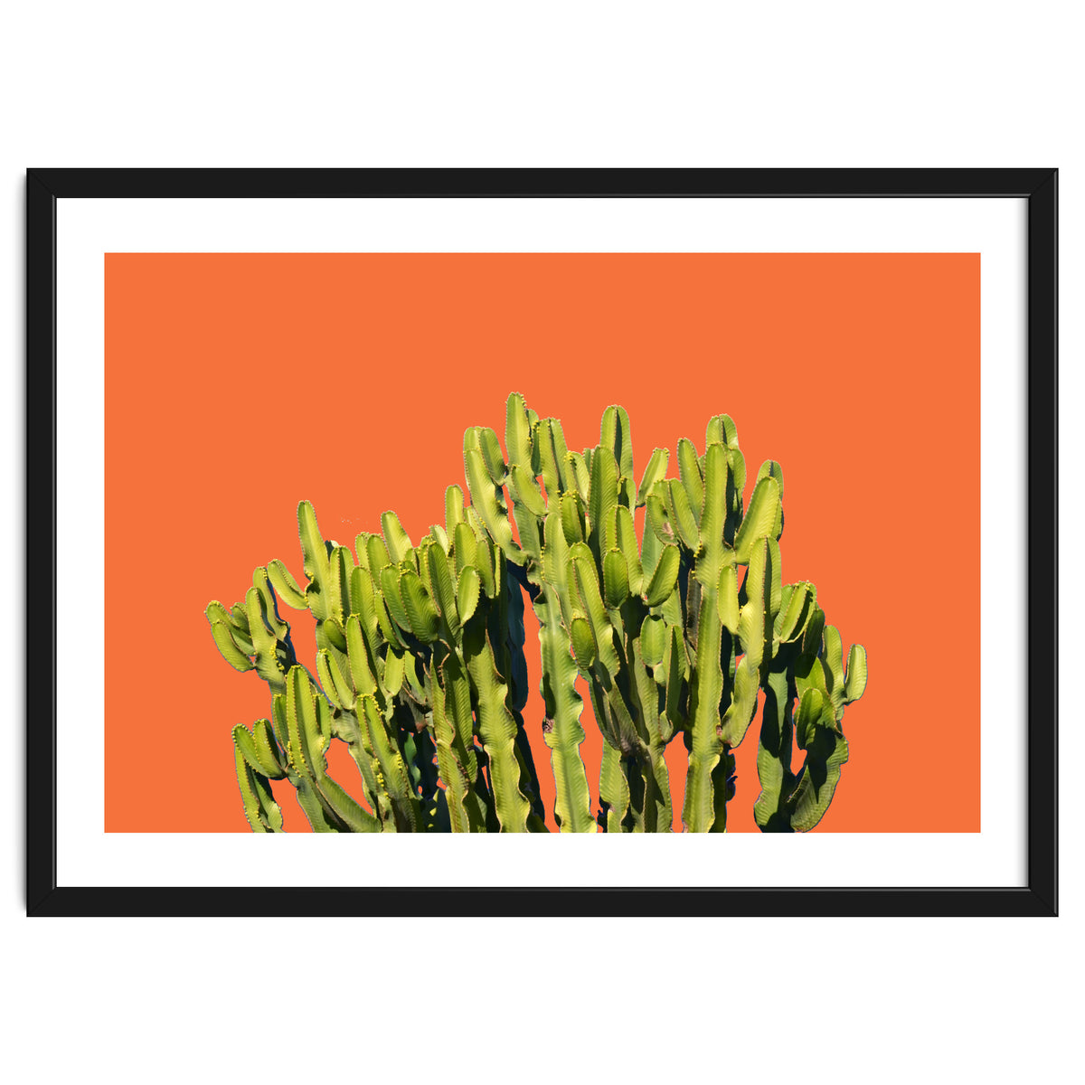 Bold Cactus
