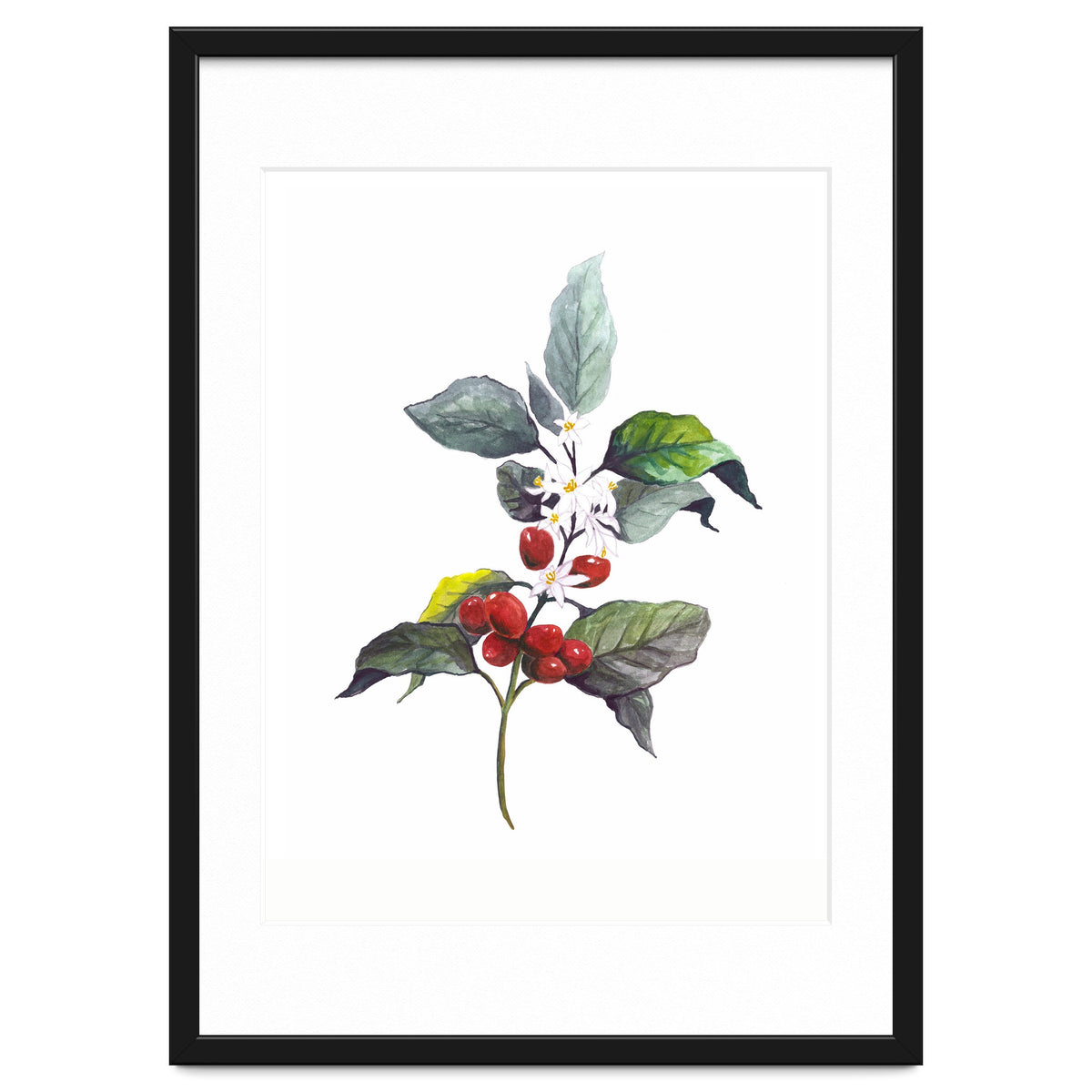 1 Botanical Illustration Kaffee Pflanze