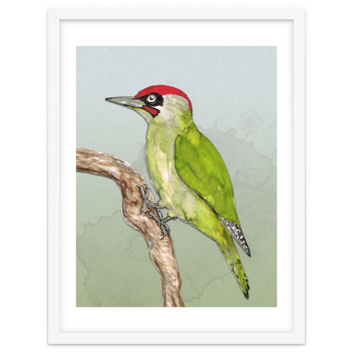 Green woodpecker