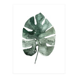 Botanical Illustration Monstera Leaf (Print Only) thumbnail