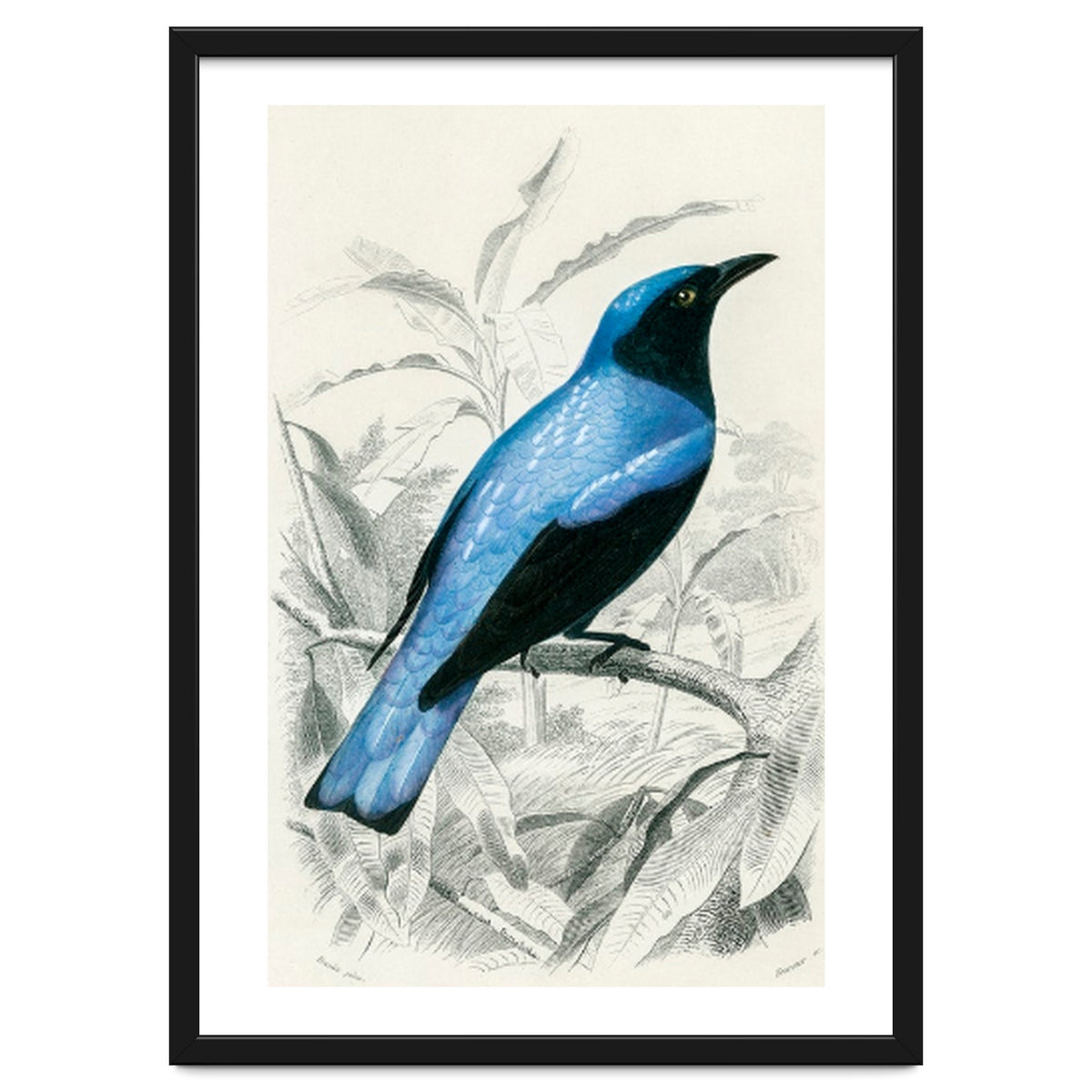 Square-tailed drongo illustrated