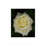 Floribunda Rose (Print Only) thumbnail