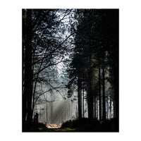 Misty Woodland Morning (Print Only)