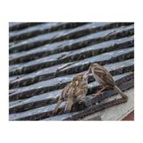 Feeding (Print Only) thumbnail