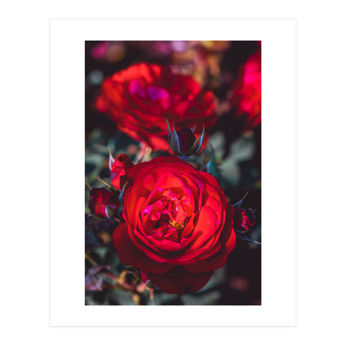 Dark Red (Print Only)